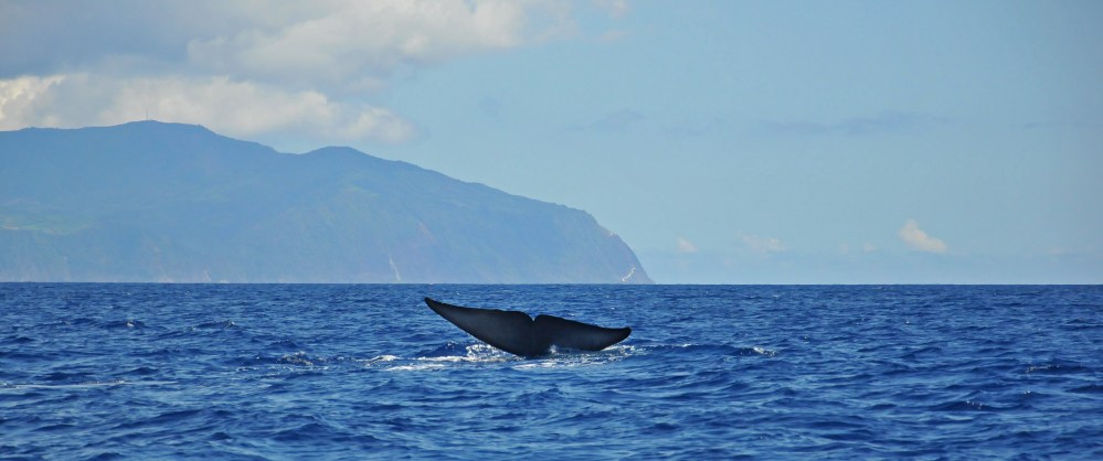 Whale Watching 13