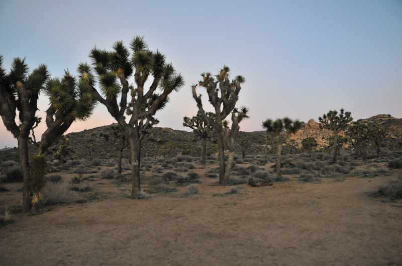 Joshua Tree-15