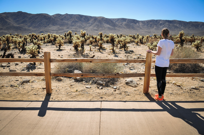 Joshua Tree-2
